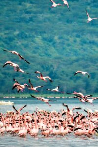 8-Day Kenya Safari: Maasai Mara, Nakuru, Naivasha & Amboseli