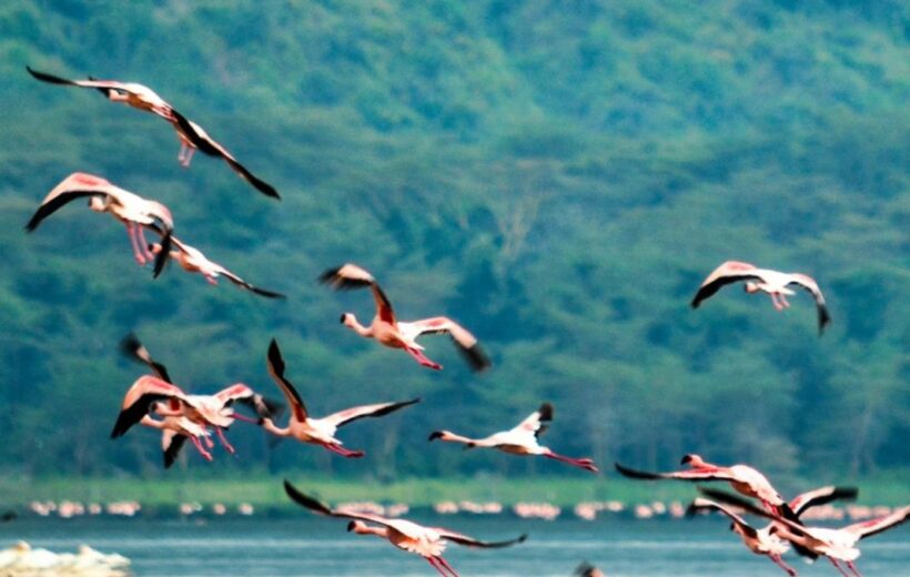 8-Day Kenya Safari: Maasai Mara, Nakuru, Naivasha & Amboseli
