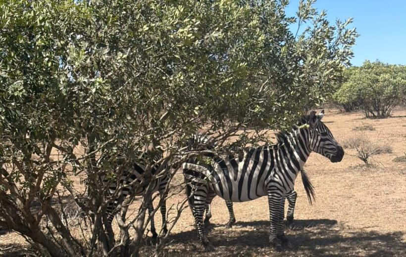 9-Day Kenya Bush & Beach: Maasai Mara, Amboseli & Diani