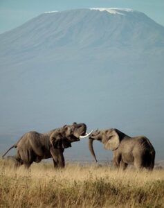 Ultimate Kenya & Tanzania Highlights Safari Tour