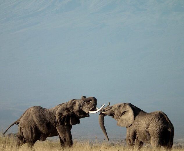 Ultimate Kenya & Tanzania Highlights Safari Tour
