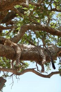 3-Day Serengeti & Ngorongoro Private Safari | Tanzania