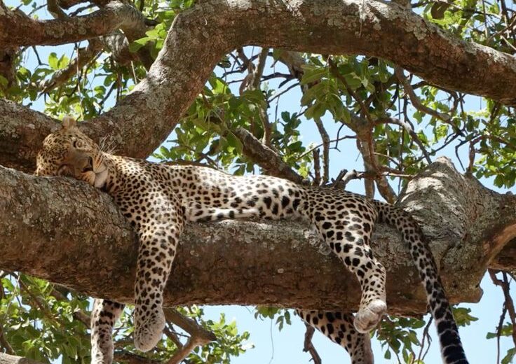 3-Day Serengeti & Ngorongoro Private Safari | Tanzania