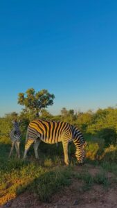 9-Day Cape Town, Kruger & Johannesburg Private Safari