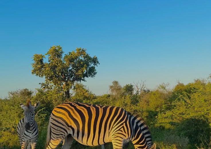 9-Day Cape Town, Kruger & Johannesburg Private Safari